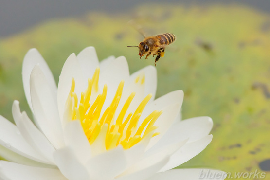 ミツバチと睡蓮.jpg